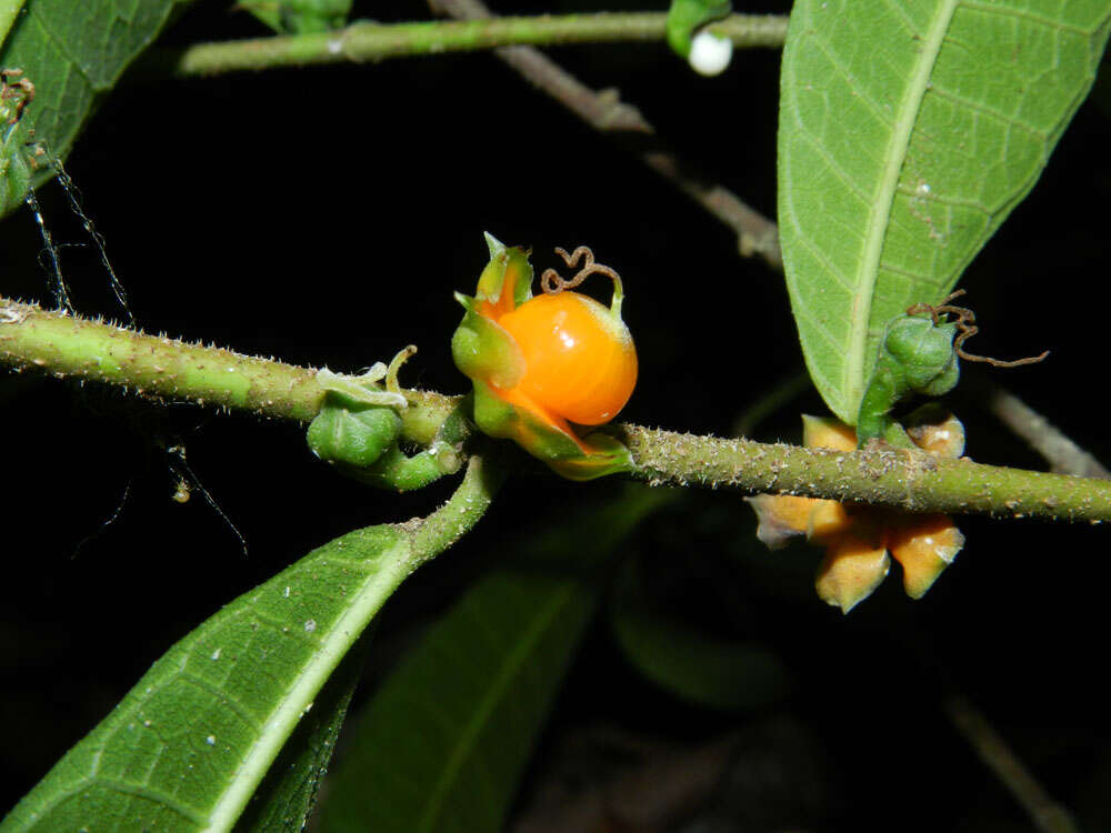 Image de Trophis caucana (Pittier) C. C. Berg