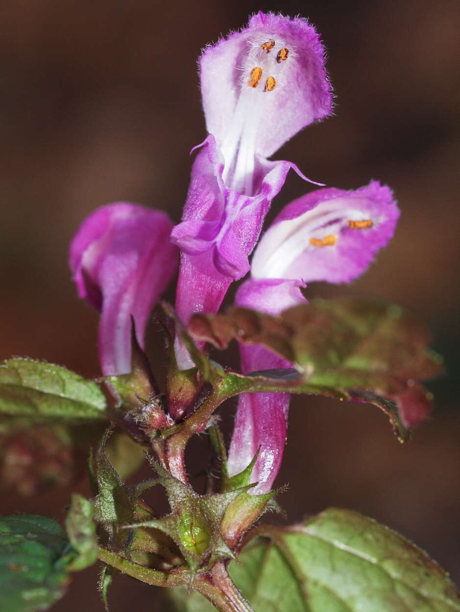 Image of spotted dead-nettle