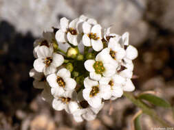 Image of sweet alyssum