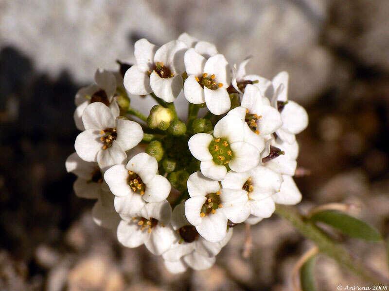 Image of sweet alyssum