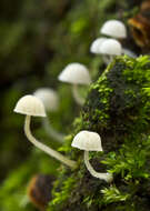 Image of Mycena tenerrima (Berk.) Quél. 1872