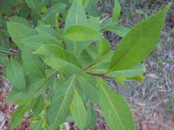 Image of Dodonaea triquetra Wendl.