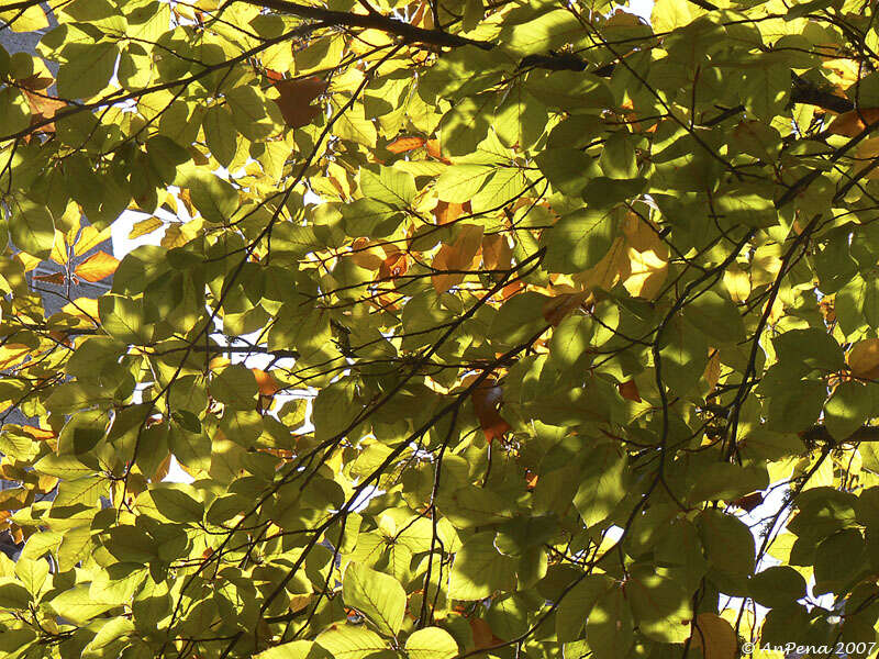 Image of European beech