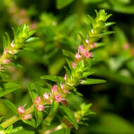 Image of rotala