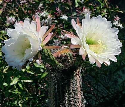 Image of Trichocereeae