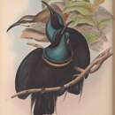 Image of Magnificent Riflebird