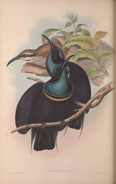 Image of Ptiloris Swainson 1825