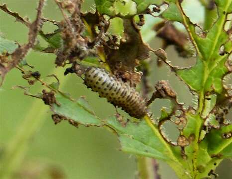 Image of Viburnum leaf beetle