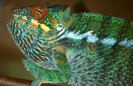 Image of Malagasy chameleons