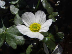 Image of Pond Water-crowfoot