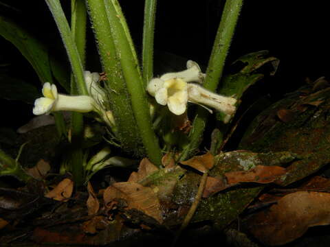 Image of Paradrymonia decurrens (C. V. Morton) Wiehler