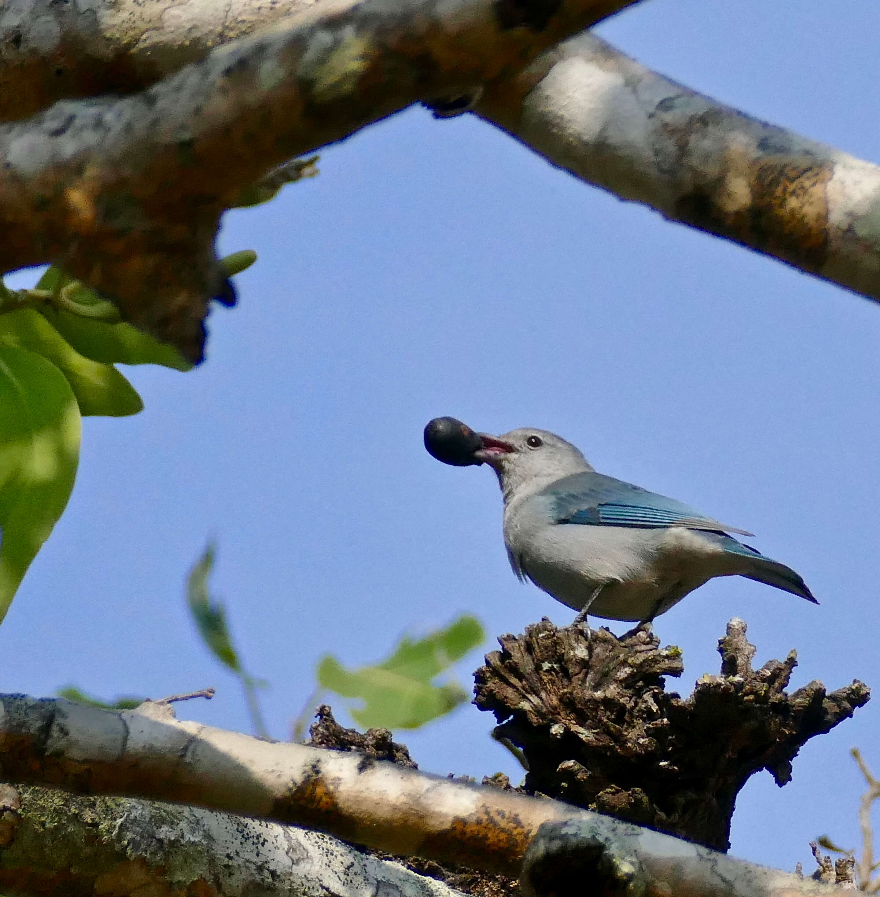 Image of Sayaca Tanager