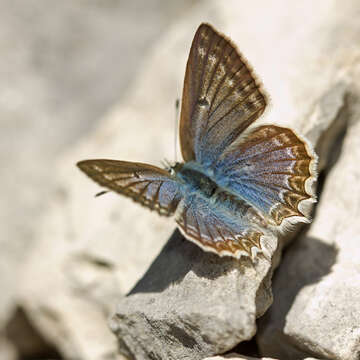 Image of Polyommatus