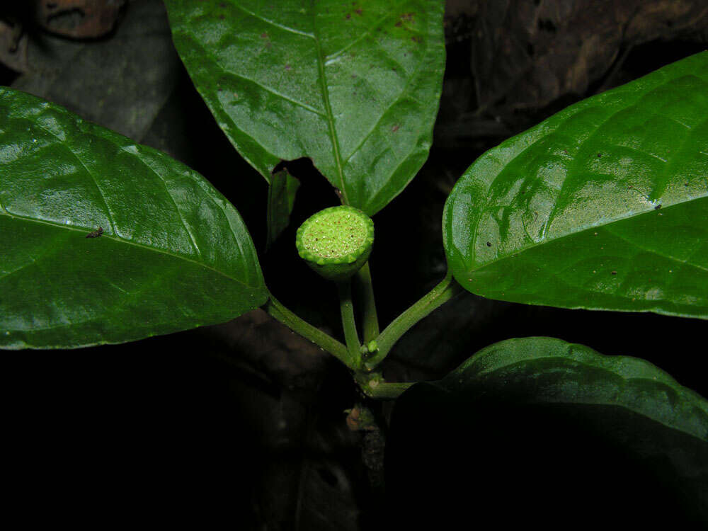 Image of Dorstenia choconiana S. Wats.