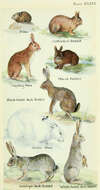 Imagem de Lepus americanus Erxleben 1777