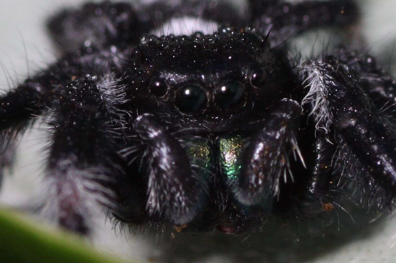 صورة Phidippus regius C. L. Koch 1846