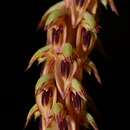 Image of Bulbophyllum longibracteatum Seidenf.