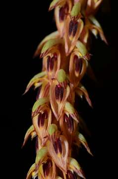 Image of Bulbophyllum longibracteatum Seidenf.