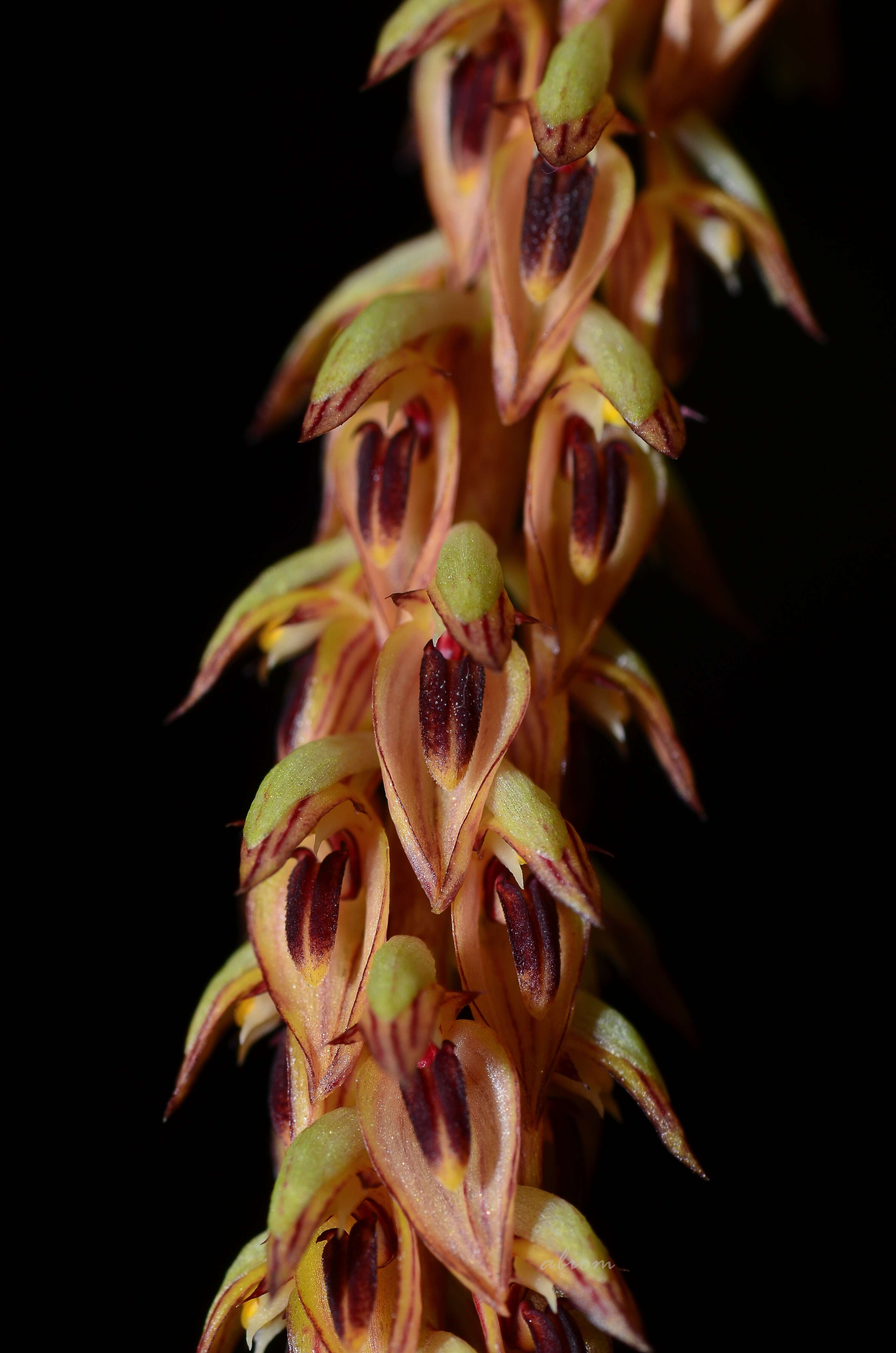 Image of Bulbophyllum longibracteatum Seidenf.