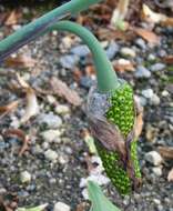 Image of Arisaema consanguineum Schott