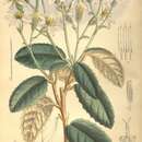 Image of Olearia speciosa Hutch.