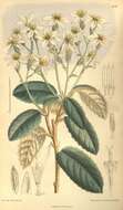 Image of Olearia speciosa Hutch.