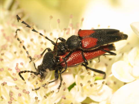 Image of Red-shouldered Pine Borer