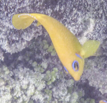 Image of Lemon Peel