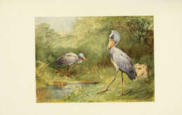 Image of shoebills