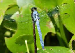 Image of Eastern Pondhawk