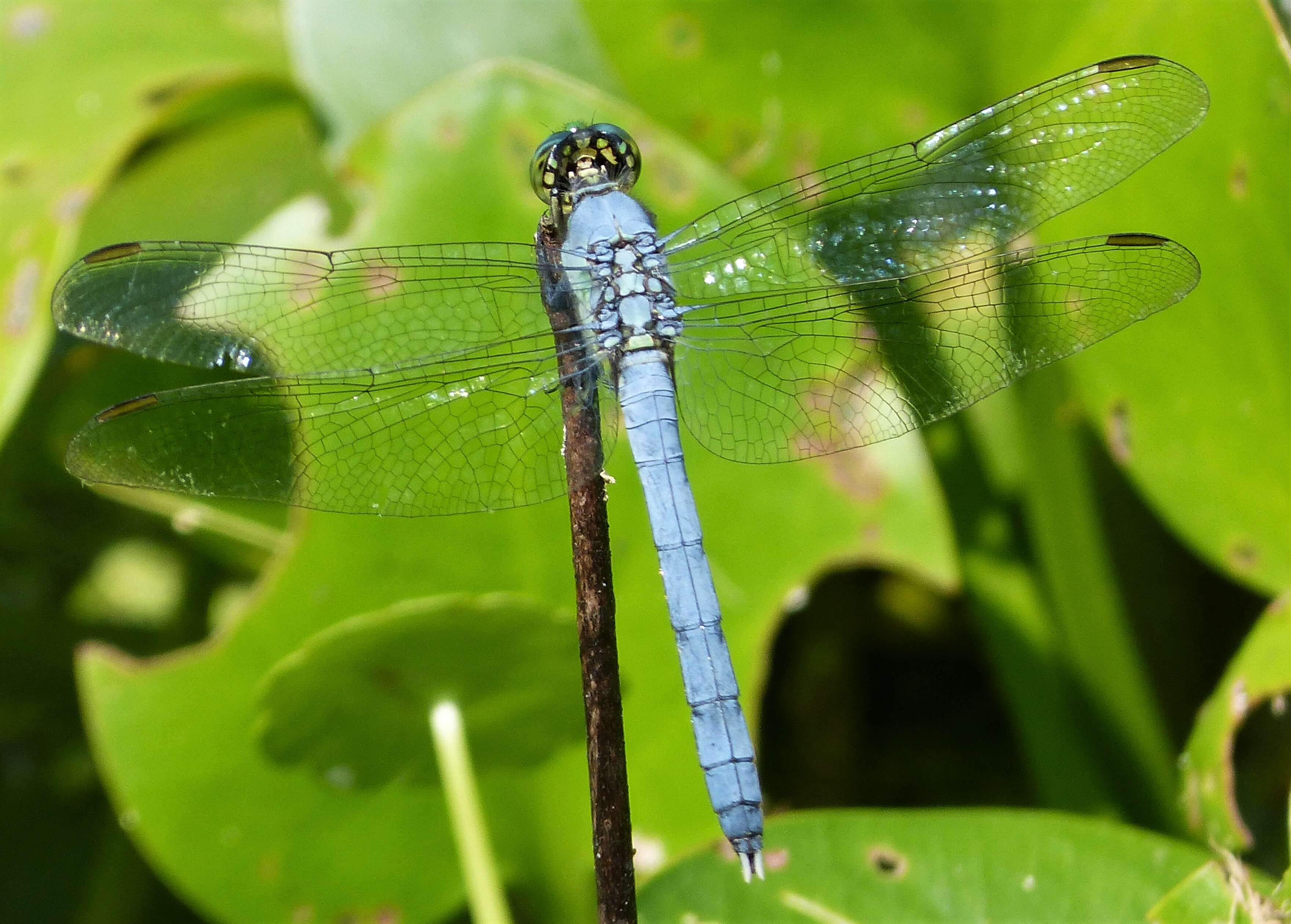 Image of Pondhawks