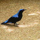 Image of Asian Fairy Bluebird