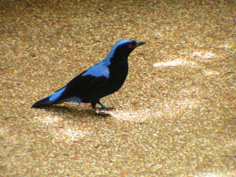 Image of Fairy-bluebird