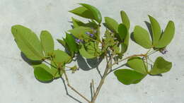 Sivun Vitex rufescens A. Juss. kuva