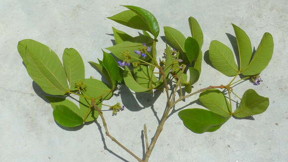 Image of Vitex rufescens A. Juss.