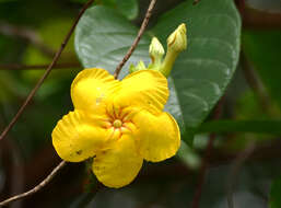 Image of Mandevilla rugellosa (Rich.) L. Allorge-Boiteau