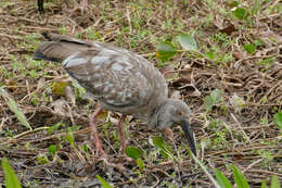 Image of Plumbeous Ibis