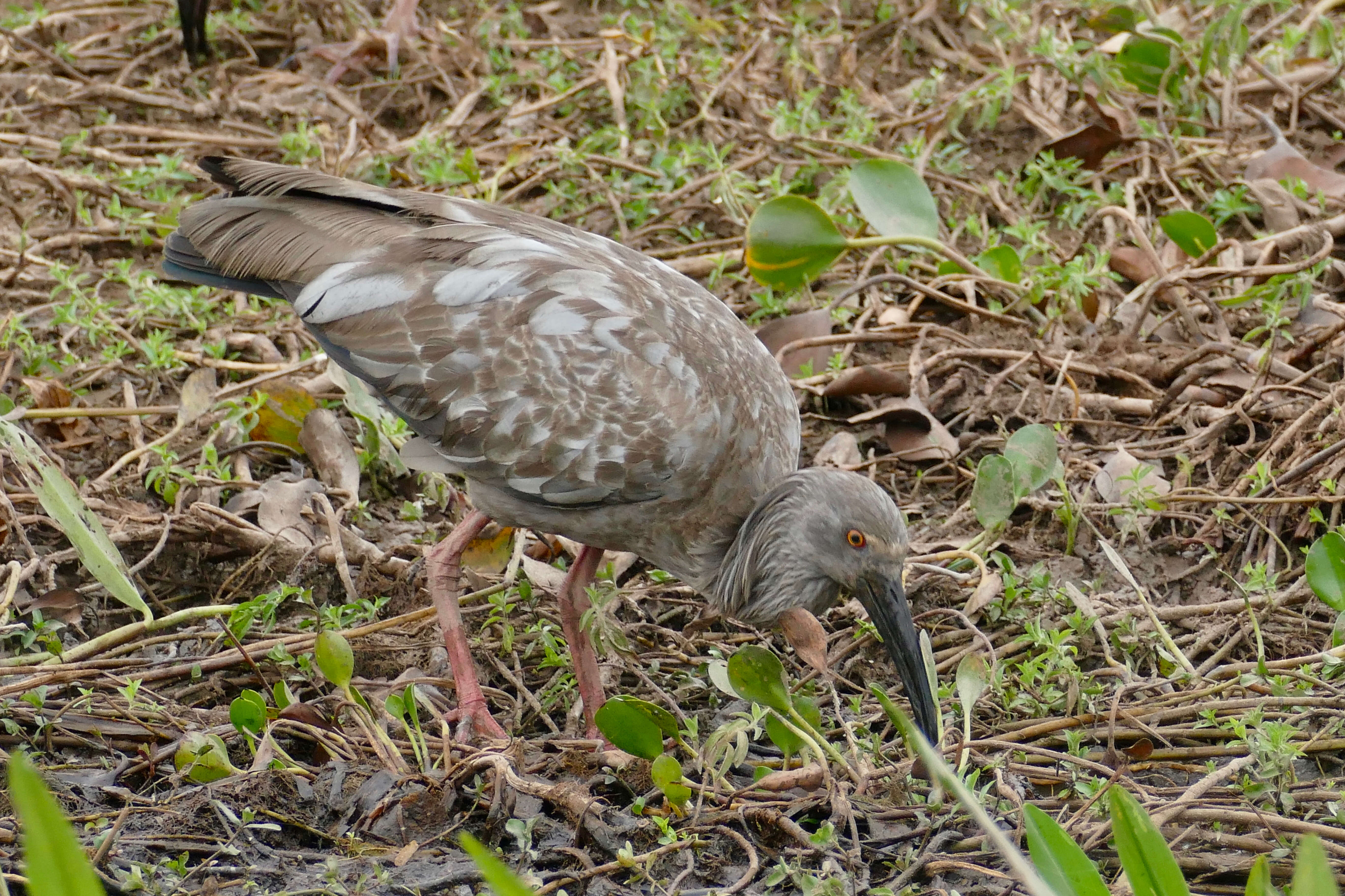 Image of Plumbeous Ibis