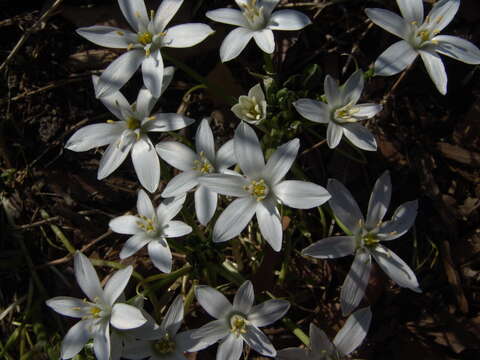 Image of Star-of-Bethlehem