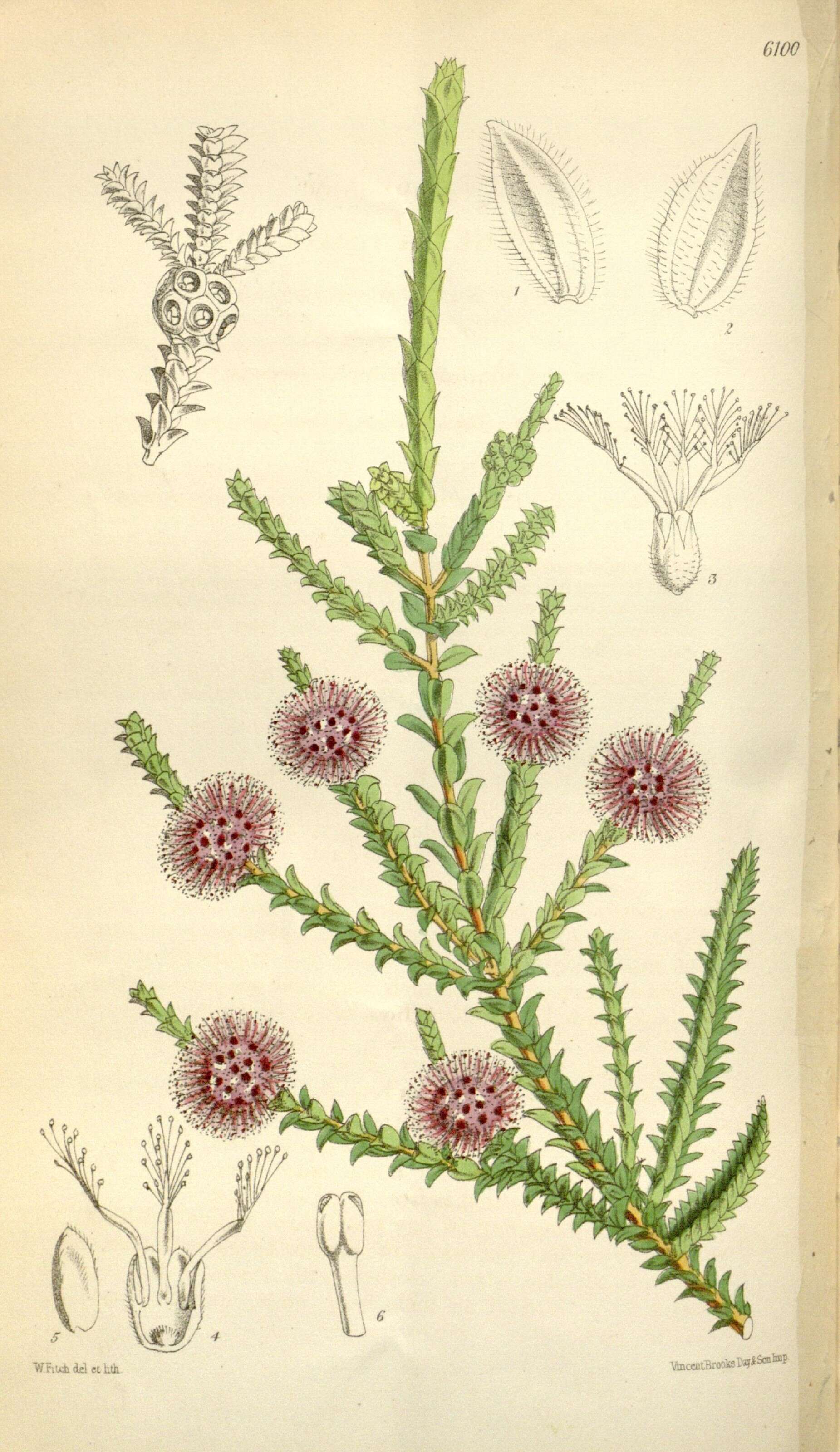 Image of Melaleuca crossota Craven & R. D. Edwards
