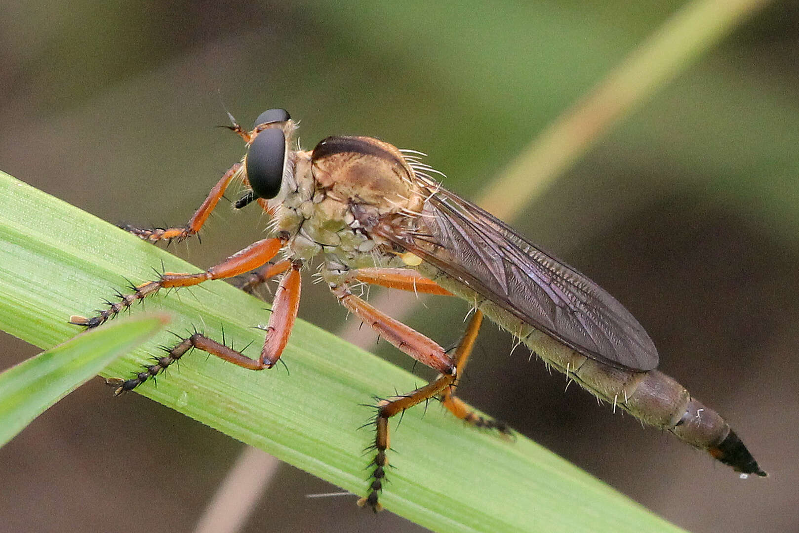 Image of Polacantha