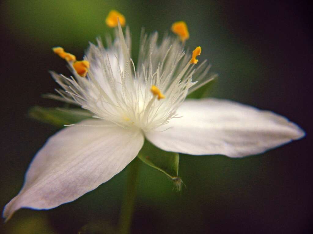 Image of small-leaf spiderwort