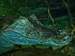 Image of Caimans