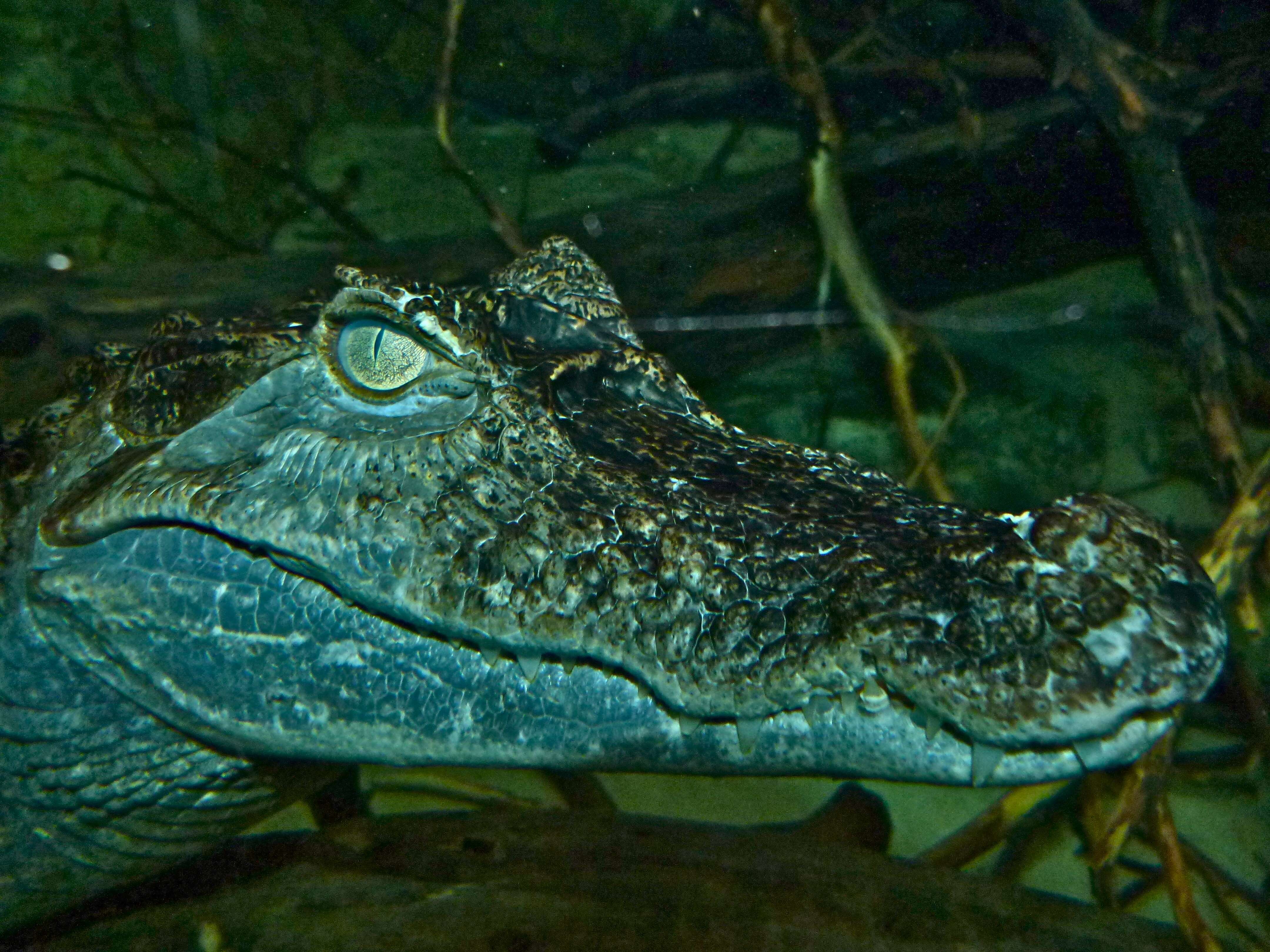 Image of Caimans