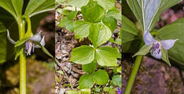 Imagem de Trillium cernuum L.