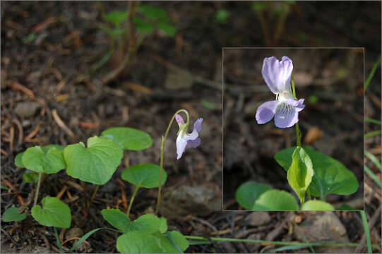 Image of Early Blue (Hook) Violet