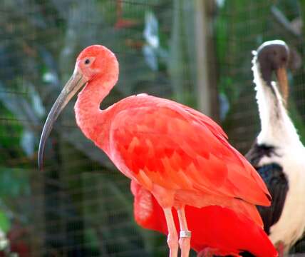 Image of Scarlet Ibis