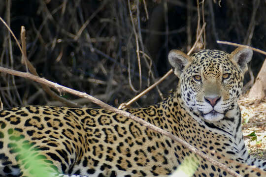 Image of Jaguar