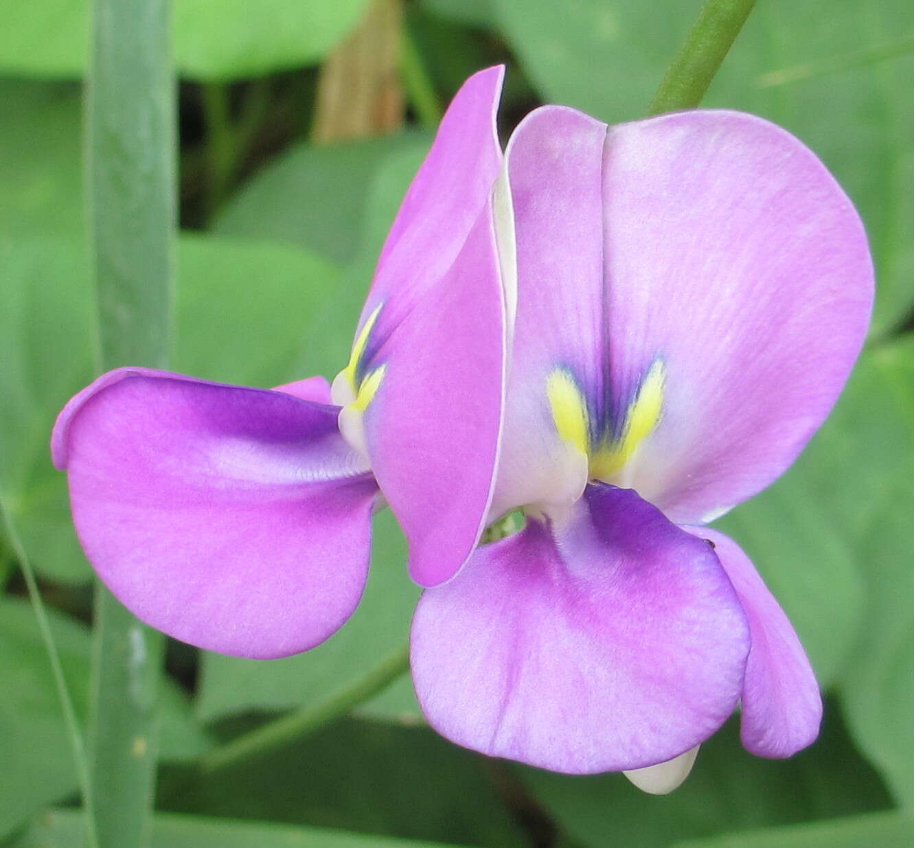 Слика од Vigna unguiculata (L.) Walp.