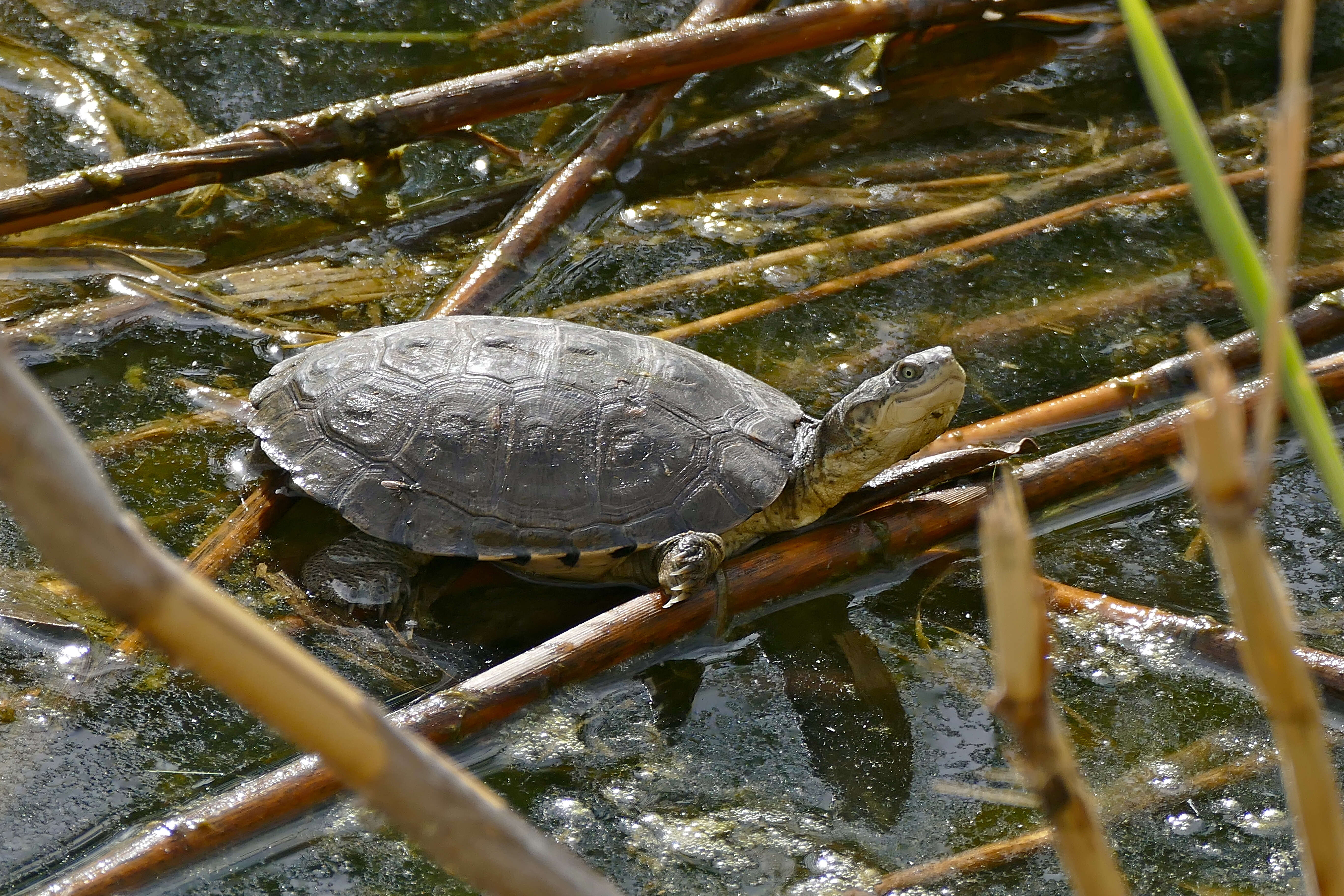 Sivun Pelomedusa galeata (Schoepff 1792) kuva